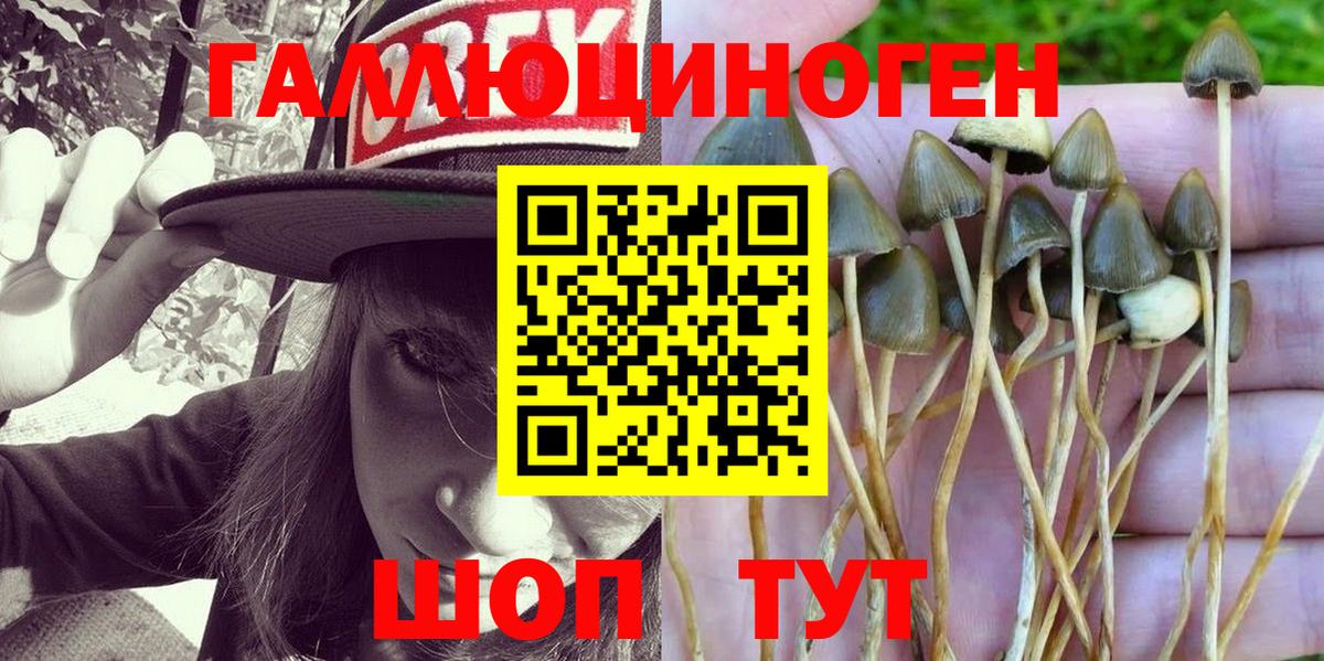 Галлюциногенные грибы Magic Shrooms  Вход с VPN  Лыткарино  Галлюциногенные грибы Psilocybe 